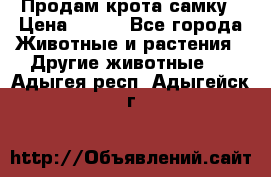 Продам крота самку › Цена ­ 200 - Все города Животные и растения » Другие животные   . Адыгея респ.,Адыгейск г.